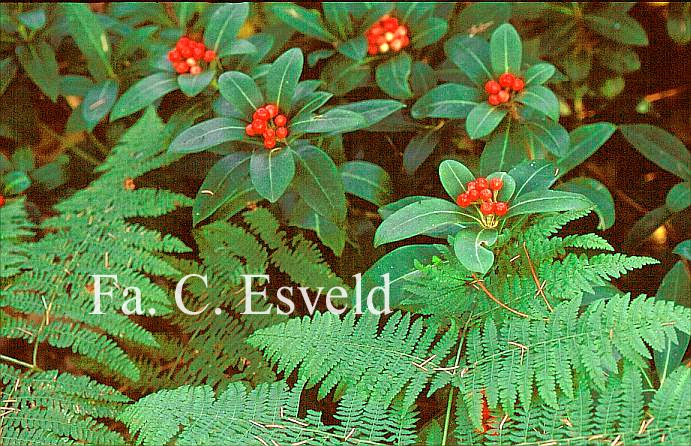 Skimmia japonica