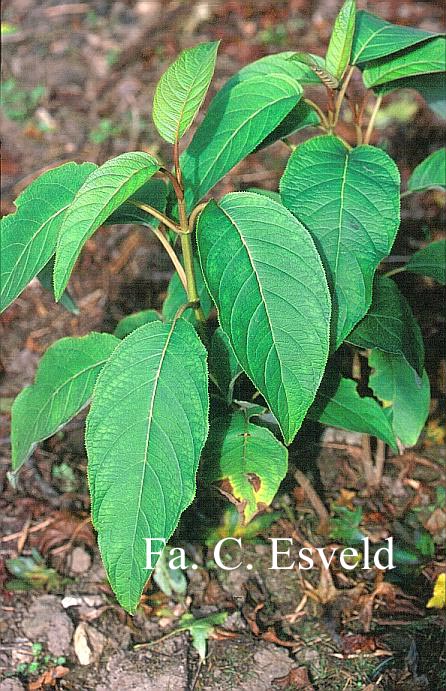 Hydrangea aspera subsp. robusta