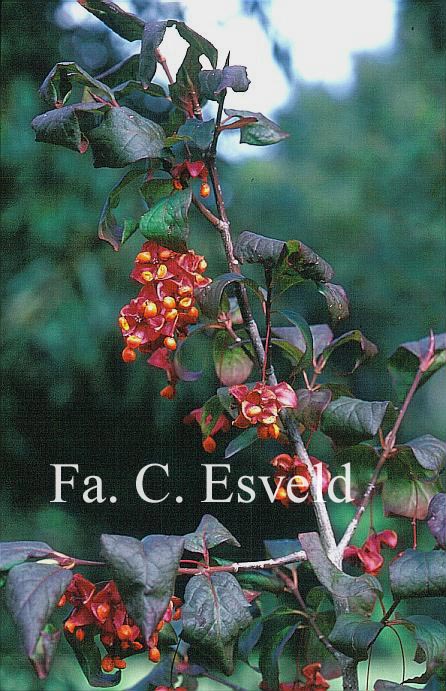 Euonymus latifolius
