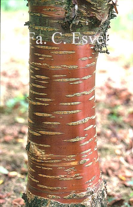 Prunus serrula