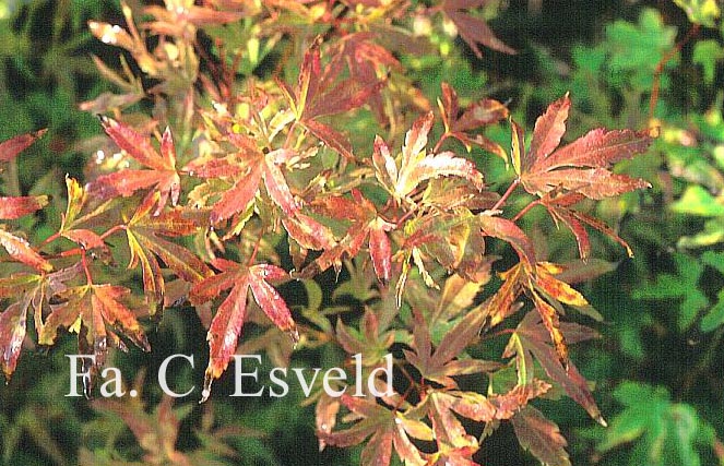 Acer palmatum 'Hoshi kuzu'