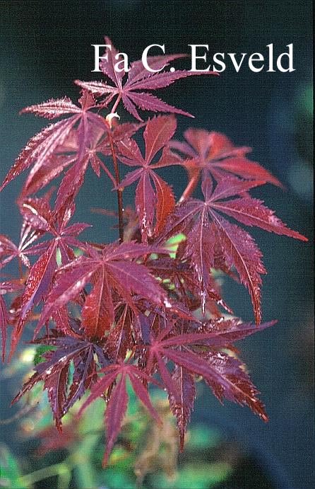 Acer palmatum 'Kegon'