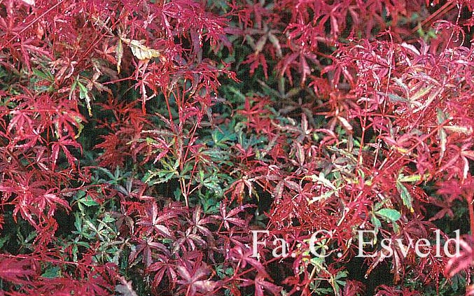 Acer palmatum 'Beni komachi'