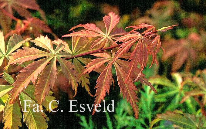 Acer palmatum 'Kurabu yama'