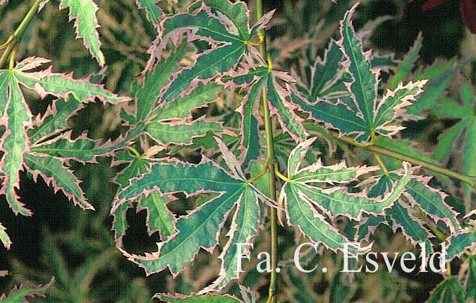 Acer palmatum 'Kagiri nishiki'