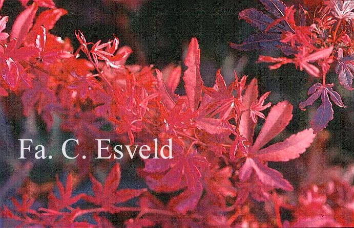 Acer palmatum 'Brandt's Dwarf'