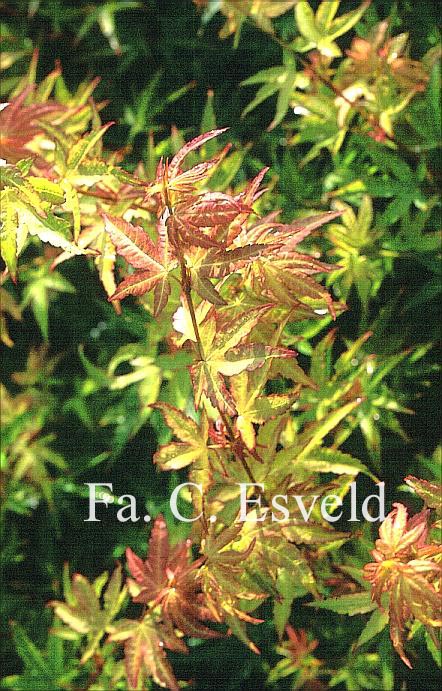 Acer palmatum 'Fjellheim'