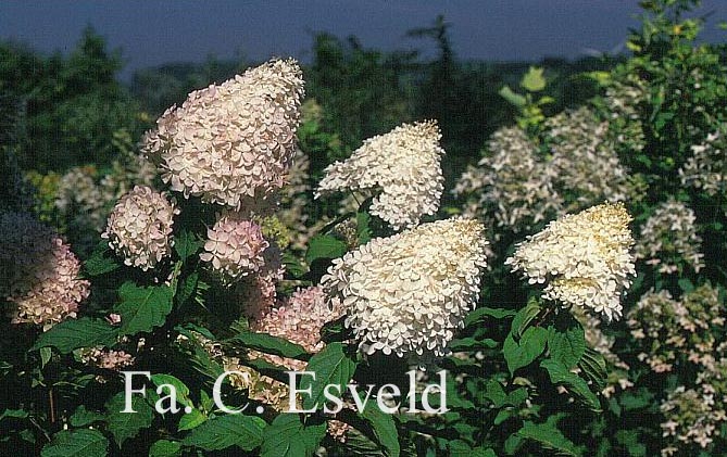 Hydrangea paniculata 'Phantom'