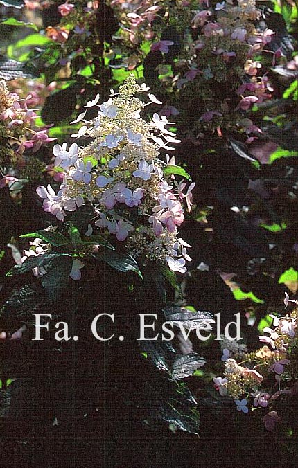 Hydrangea paniculata 'Mid Late Summer'