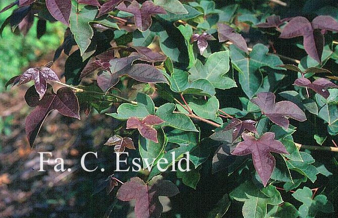 Liquidambar formosana