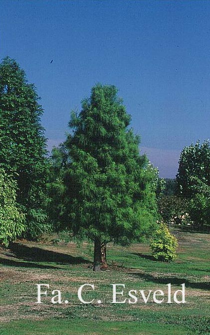 Taxodium distichum var. imbricatum