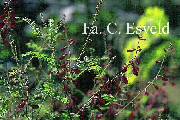 Hedysarum multijugum