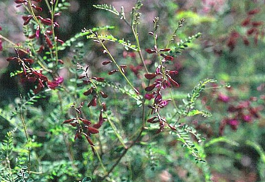 Hedysarum multijugum
