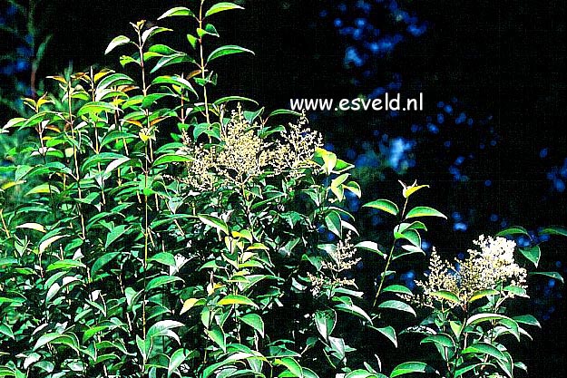 Ligustrum japonicum