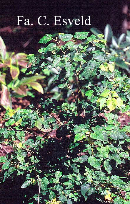 Tilia cordata 'Monto'