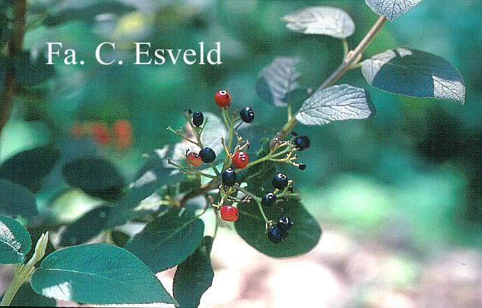 Viburnum schensianum