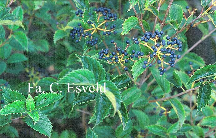 Viburnum dentatum 'Pathfinder'