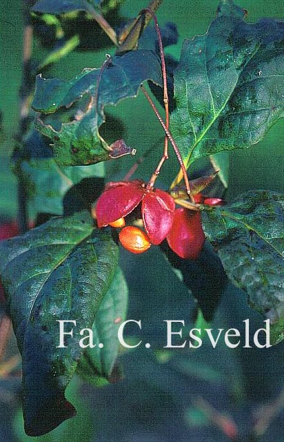 Euonymus latifolius