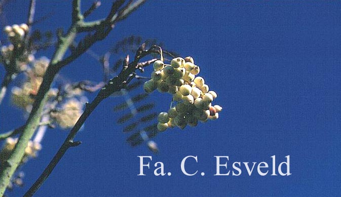 Sorbus cashmiriana