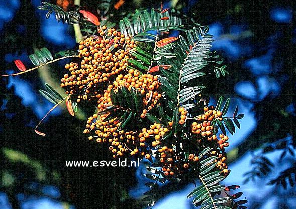 Sorbus scalaris