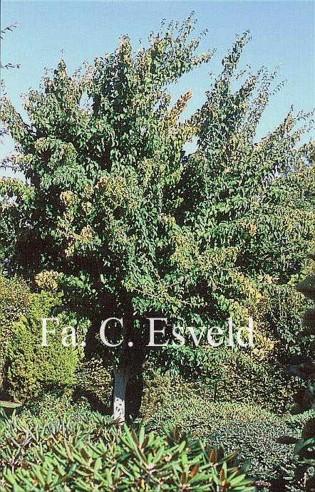 Acer davidii 'Cantonspark'