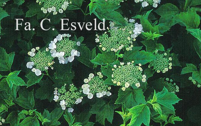 Viburnum opulus 'Aureum'