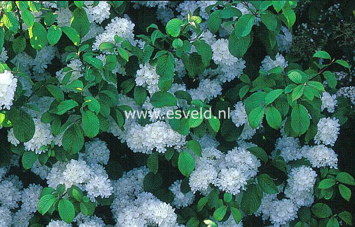 Viburnum plicatum 'Tennessee'
