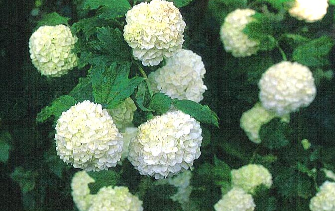 Viburnum opulus 'Roseum'