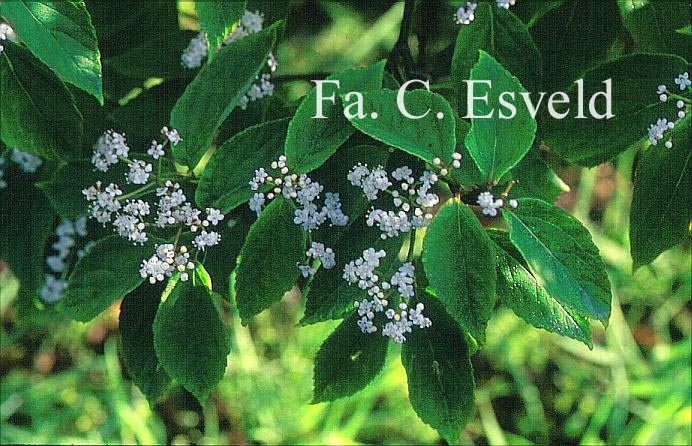 Viburnum setigerum 'Aurantiacum'