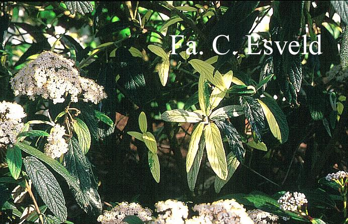 Viburnum rhytidophyllum 'Variegatum'