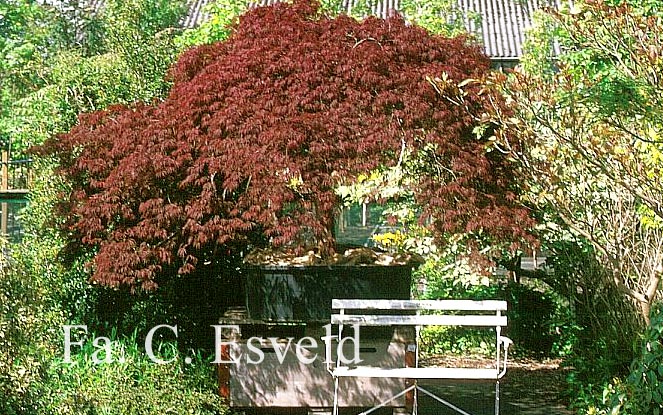 Acer palmatum 'Garnet'