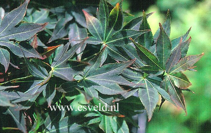 Acer palmatum 'Beni hoshi'