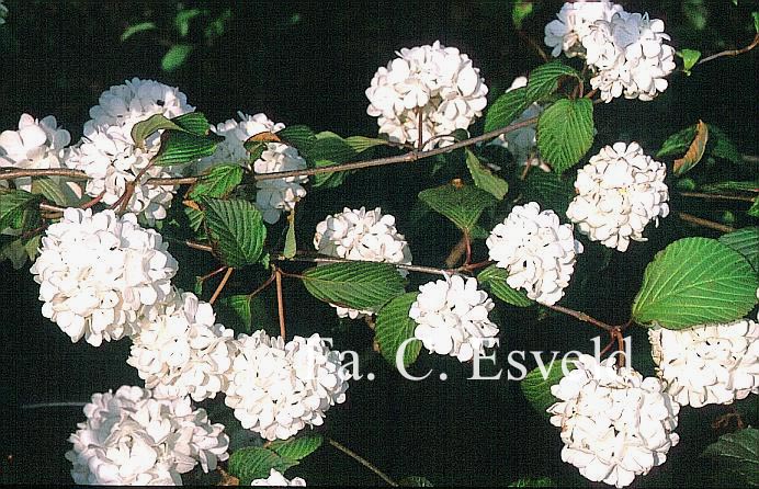 Viburnum plicatum 'Thunberg's Original'