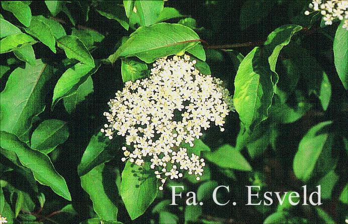 Viburnum 'Royal Guard'