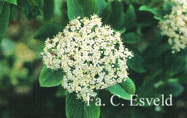 Viburnum sieboldii 'Seneca'