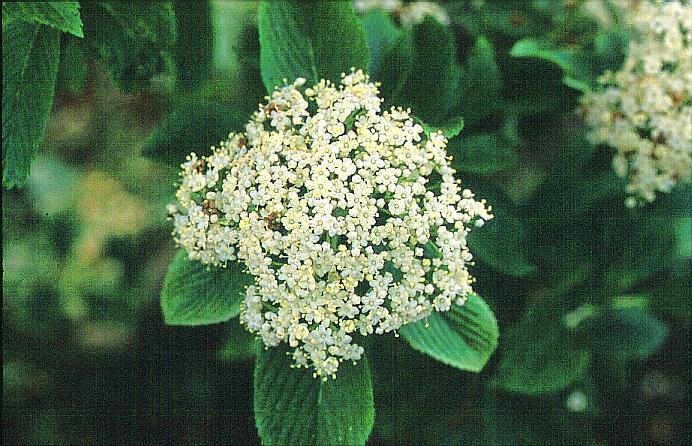 Viburnum sieboldii 'Seneca'