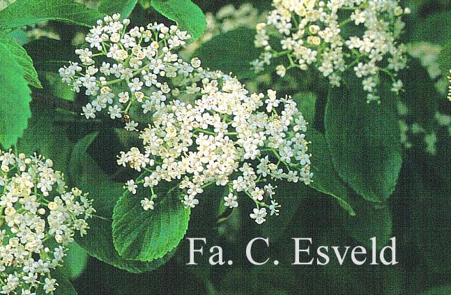 Viburnum sieboldii 'Reticulatum'