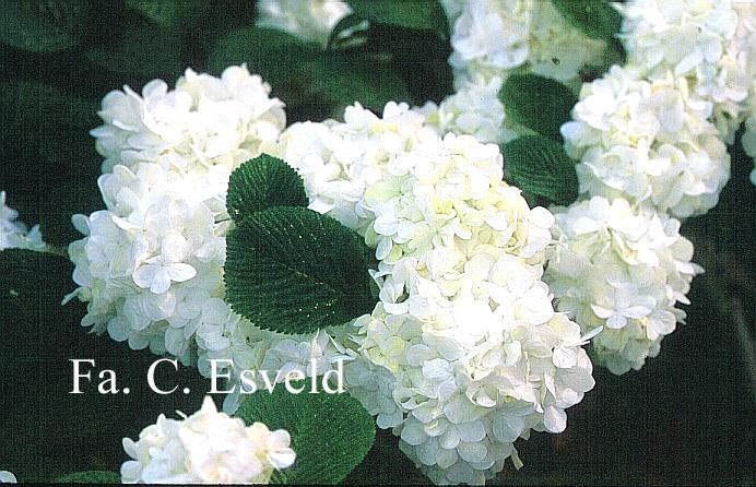 Viburnum plicatum 'Grandiflorum'