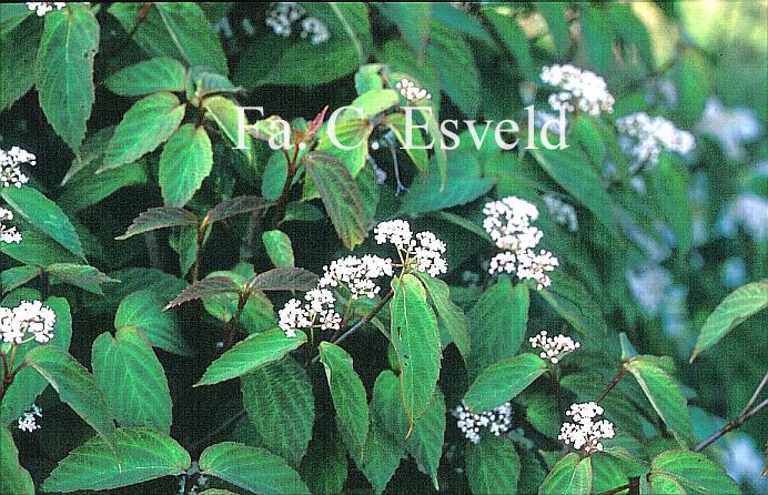 Viburnum setigerum