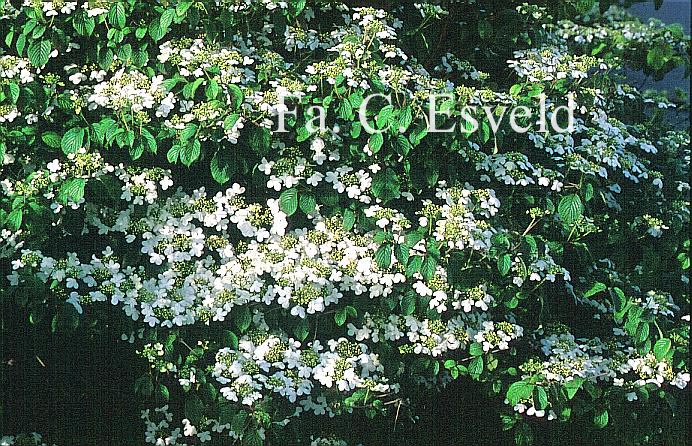 Viburnum plicatum 'Summer Snowflake'