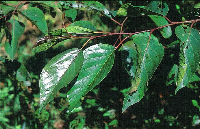 Alnus nitida