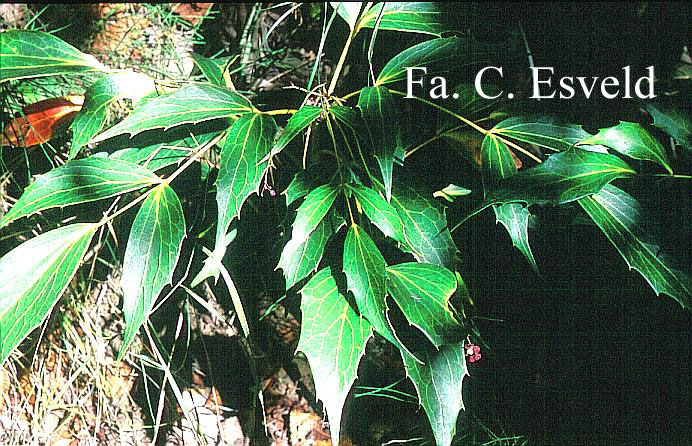 Mahonia gracilipes