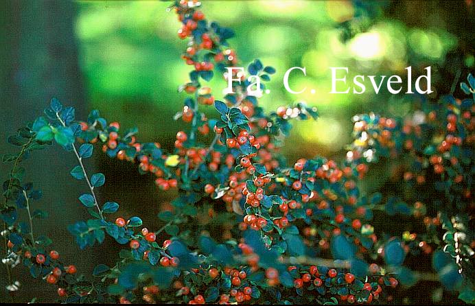 Cotoneaster splendens