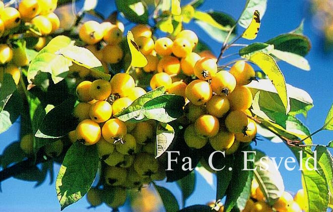 Malus 'Golden Hornet'