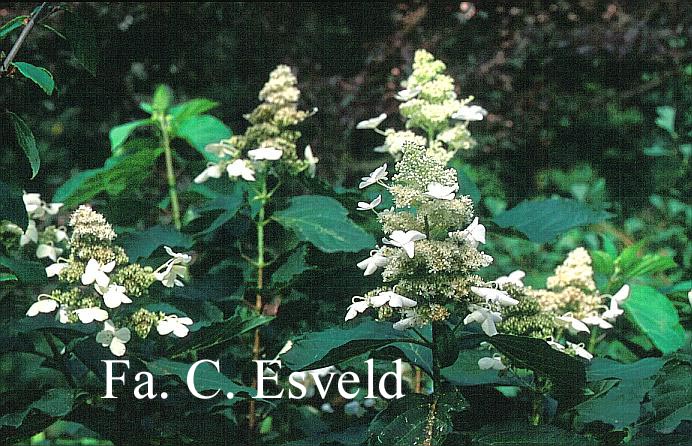 Hydrangea paniculata 'Papillon'