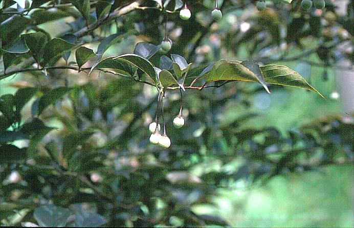 Styrax japonicus 'Purple Dress'