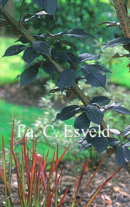 Styrax japonicus 'Purple Dress'