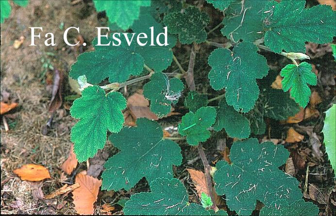 Rubus formosensis