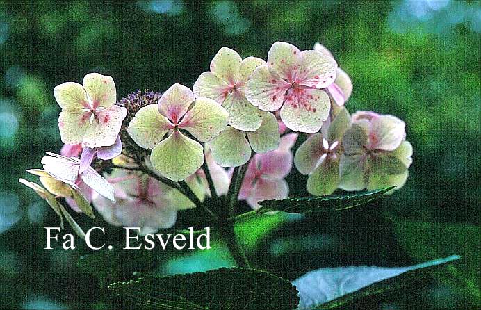 Hydrangea macrophylla 'Blanc Bleu Vasterival'