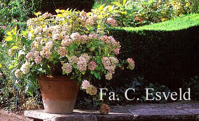 Hydrangea macrophylla 'Mme. E. Mouillere'